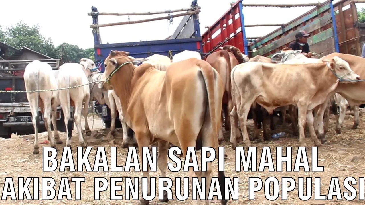 
                                 Bakalan-Sapi-Mahal-Akibat-Penurunan-Populasi